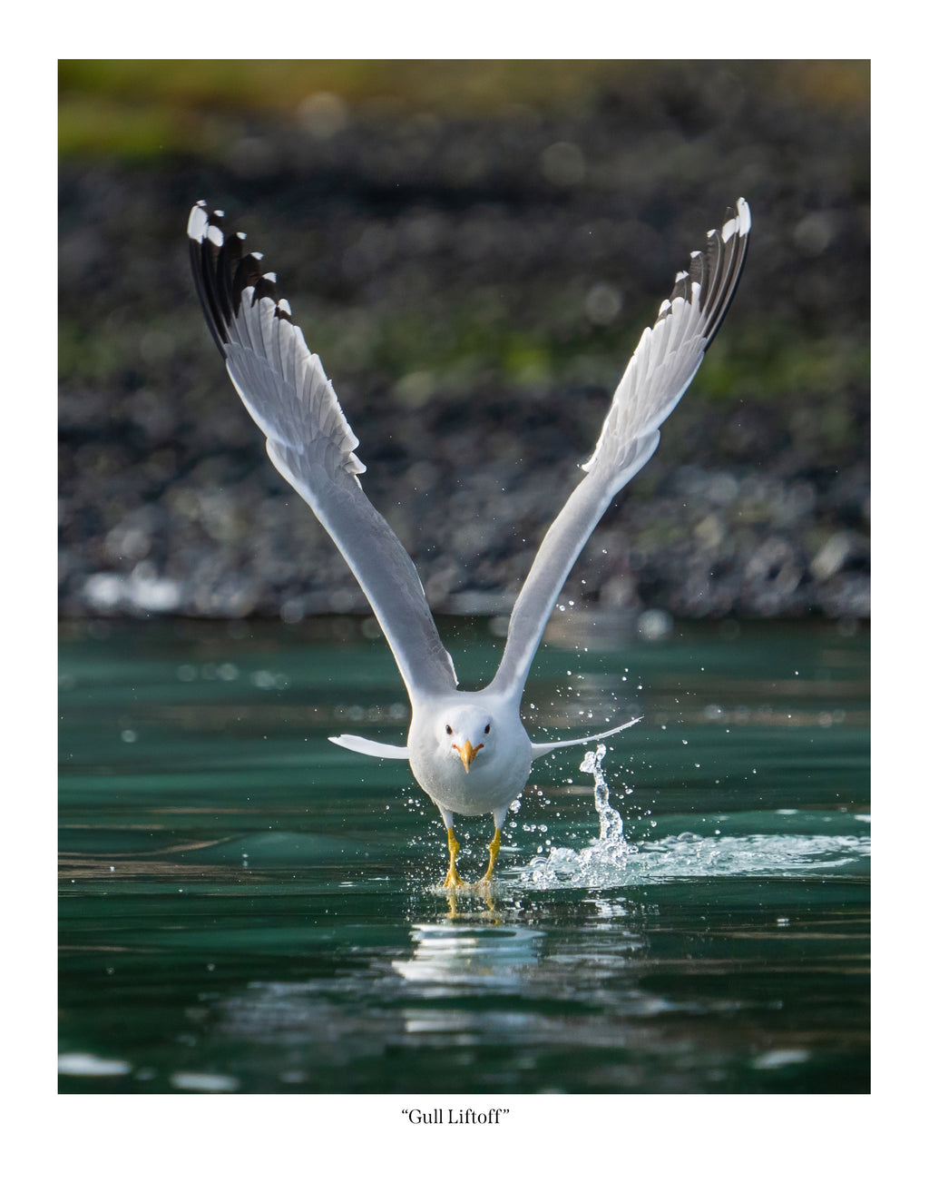 Gull Liftoff
