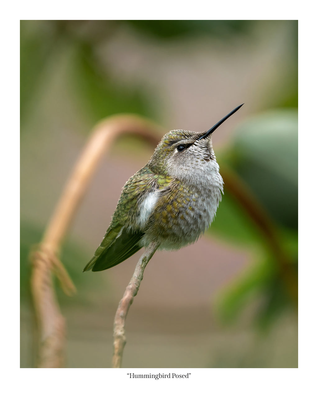 Hummingbird Posed