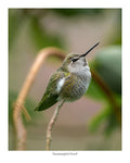 Hummingbird Posed