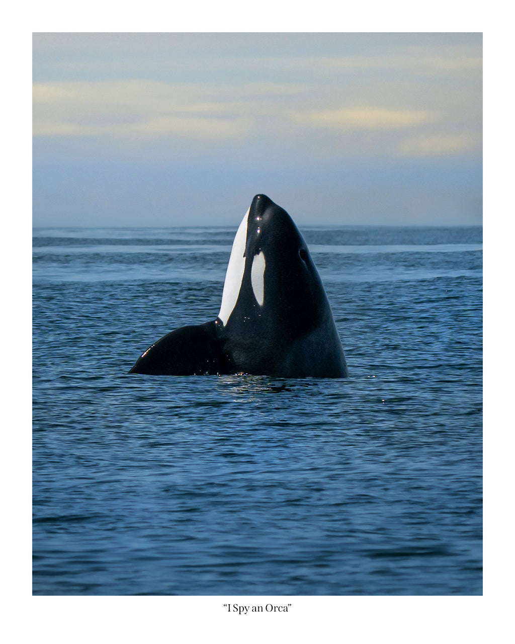 I Spy an Orca