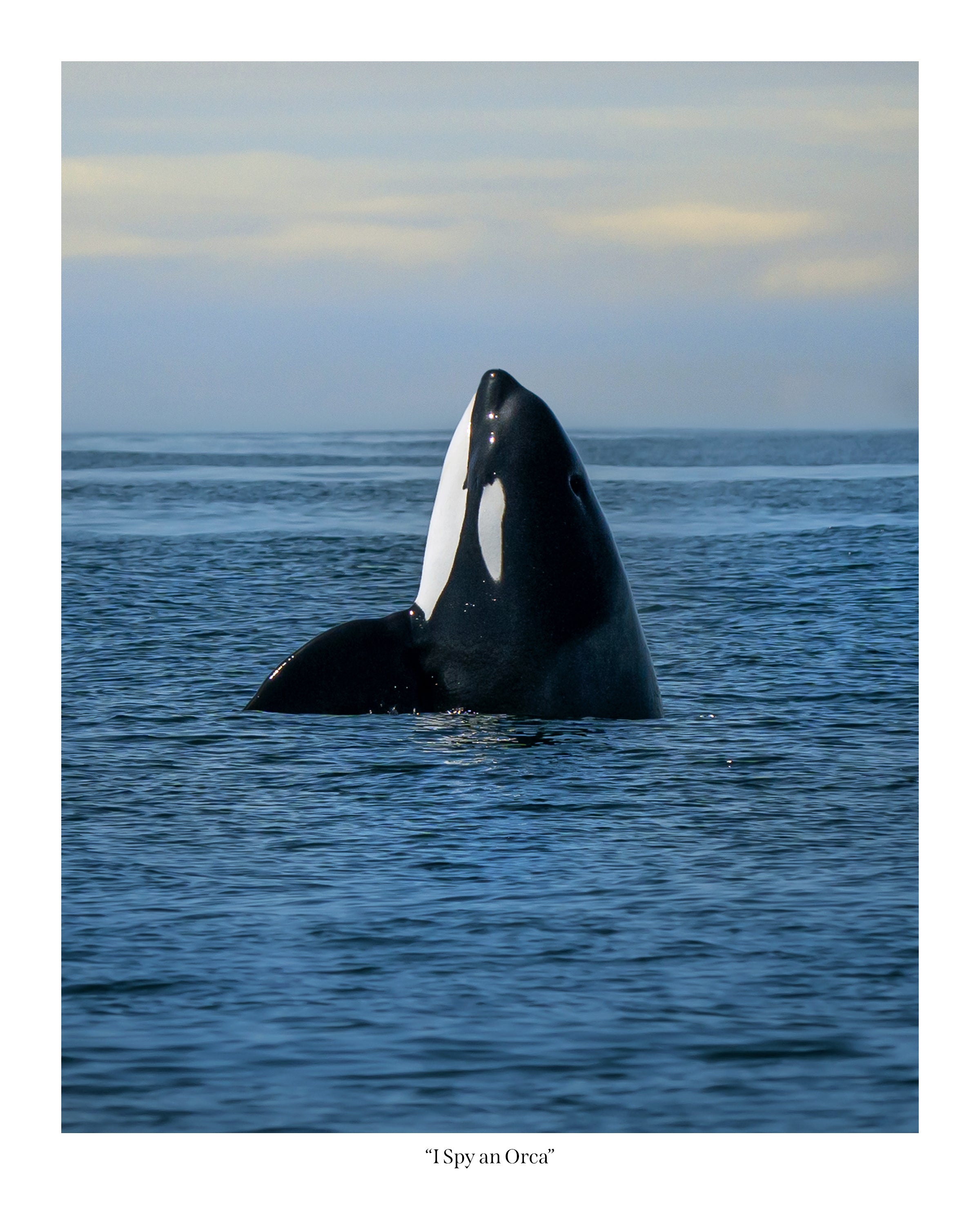 I Spy an Orca