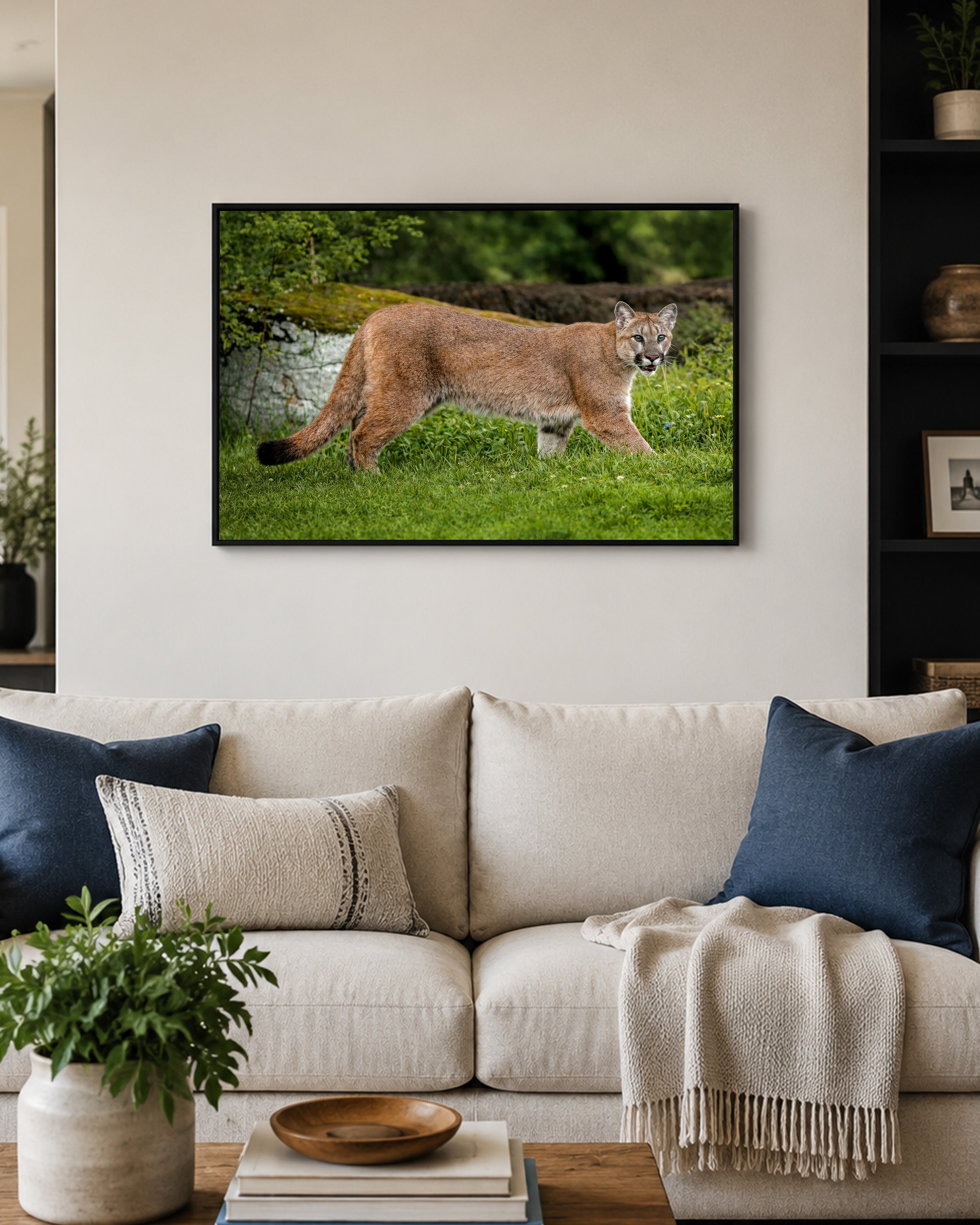 Island Cougar