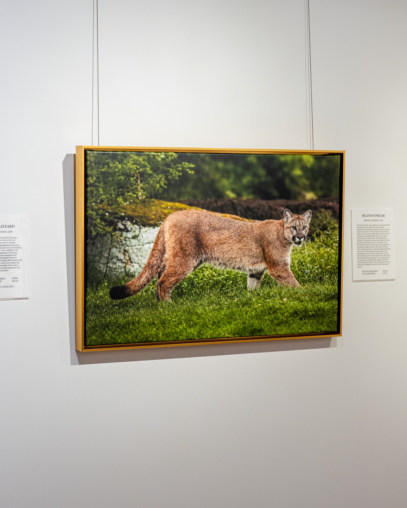 Framed photograph of a cougar in a natural setting on a wall with text panels.