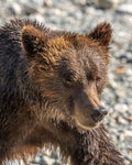 Grizzly Close-up