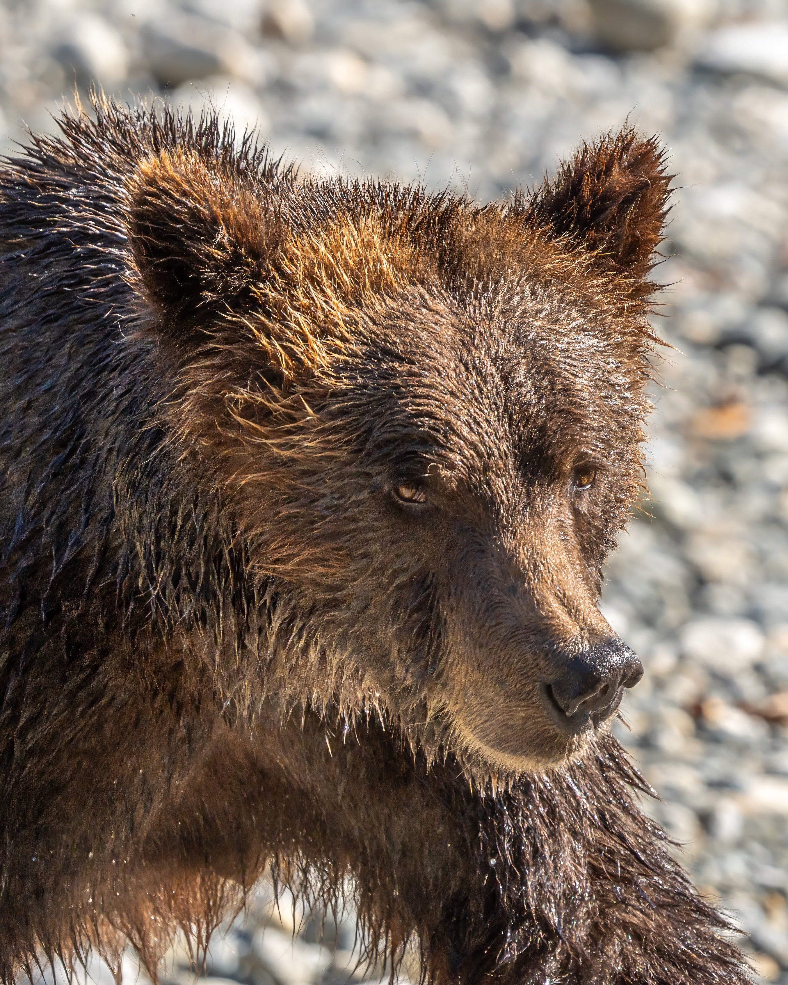 Grizzly Close-up