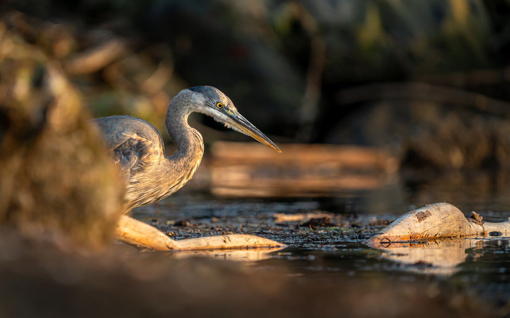 Sunset Heron
