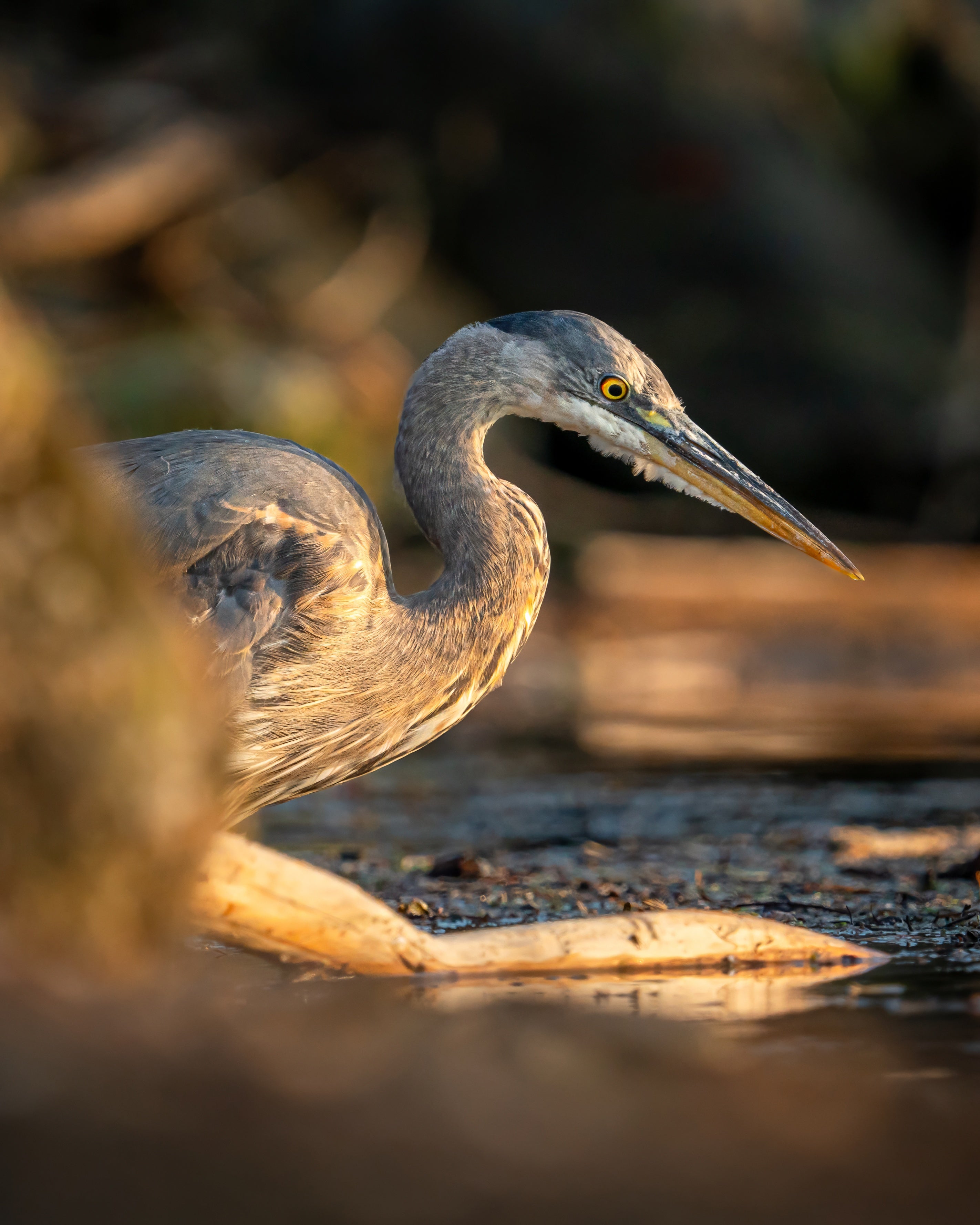 Sunset Heron