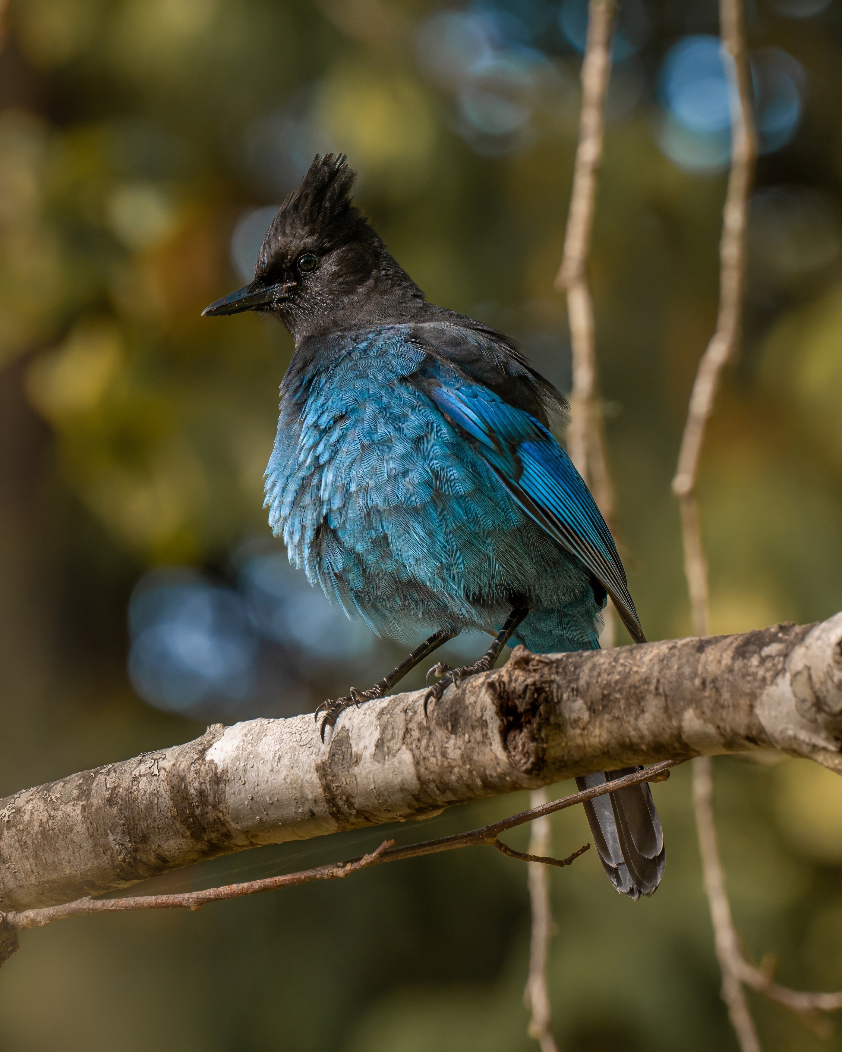 Steller's Blue