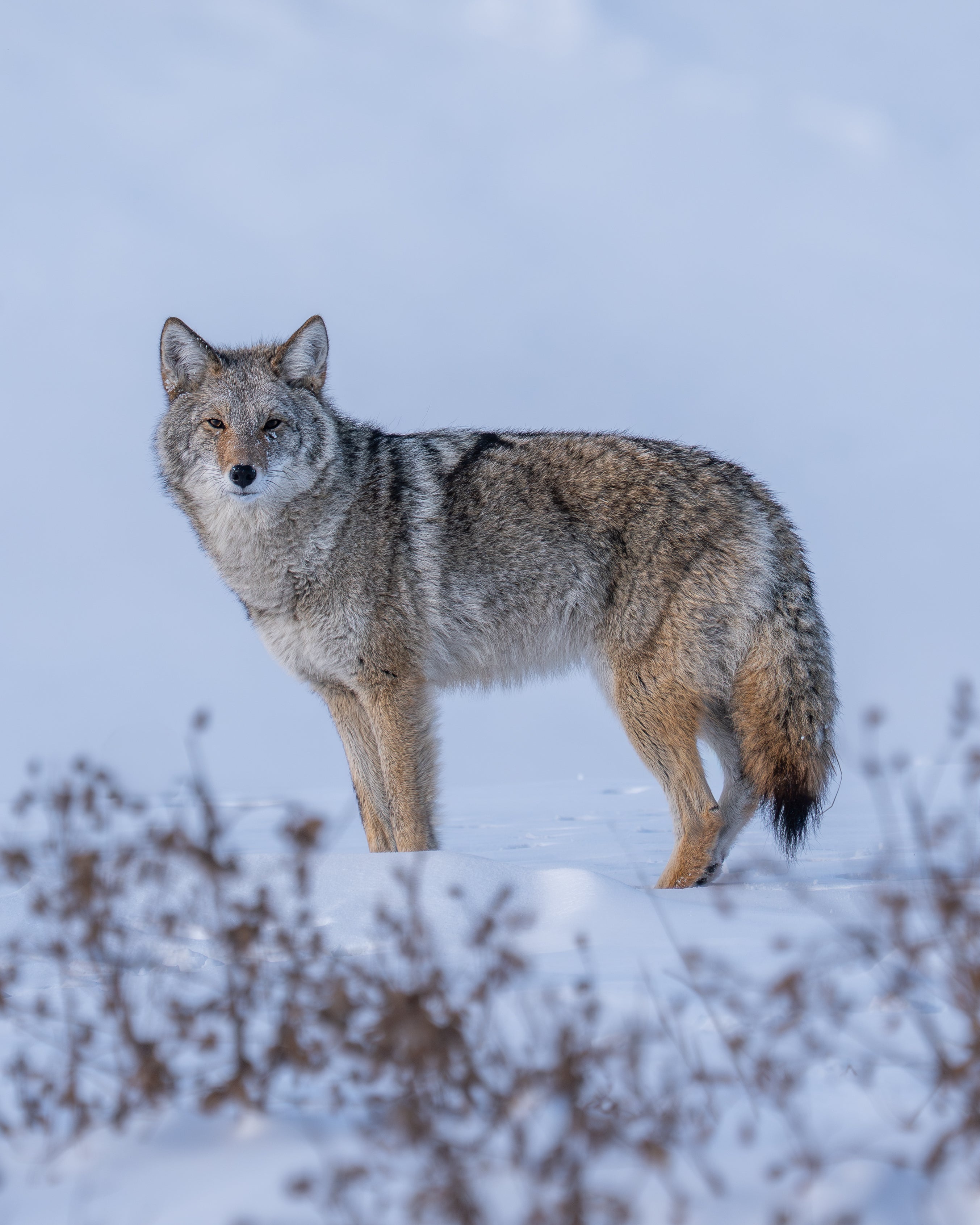 Winter Watcher