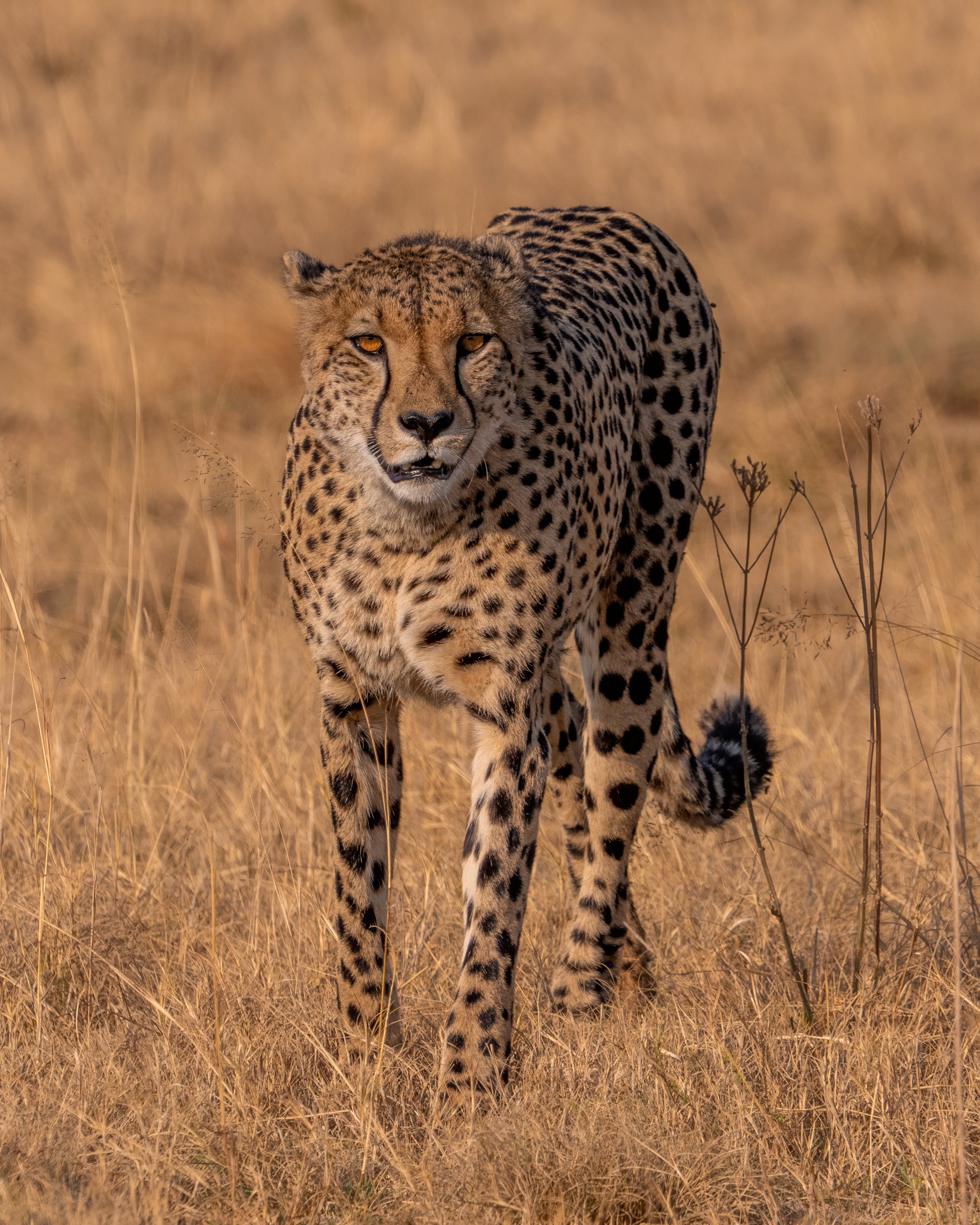Spotted Gaze