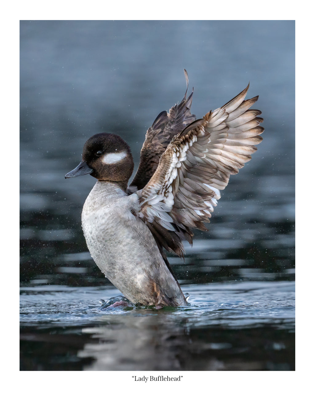 Lady Bufflehead