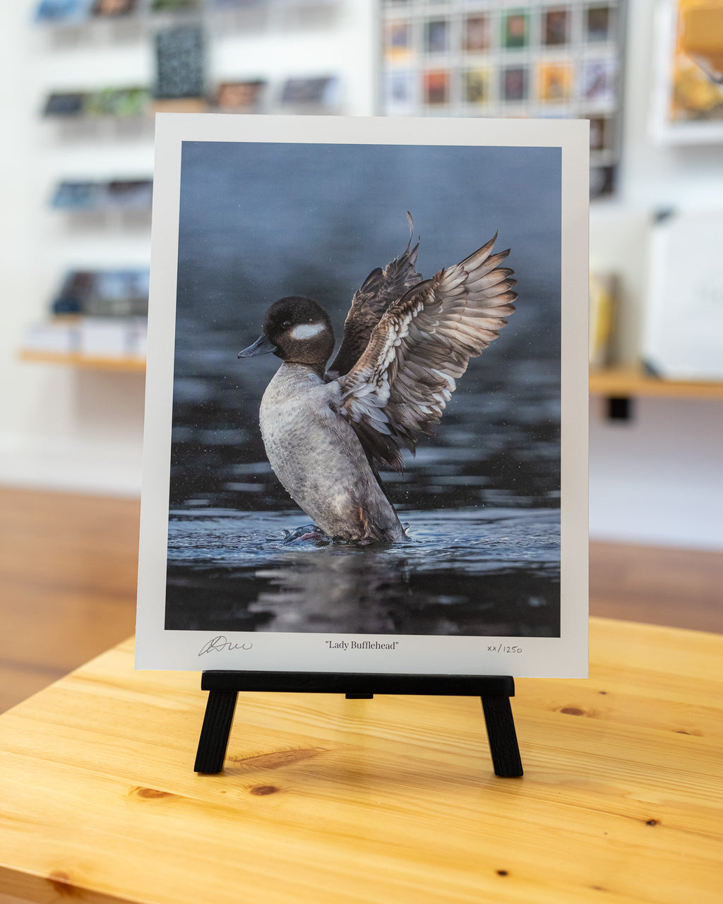 Lady Bufflehead