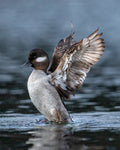 Lady Bufflehead