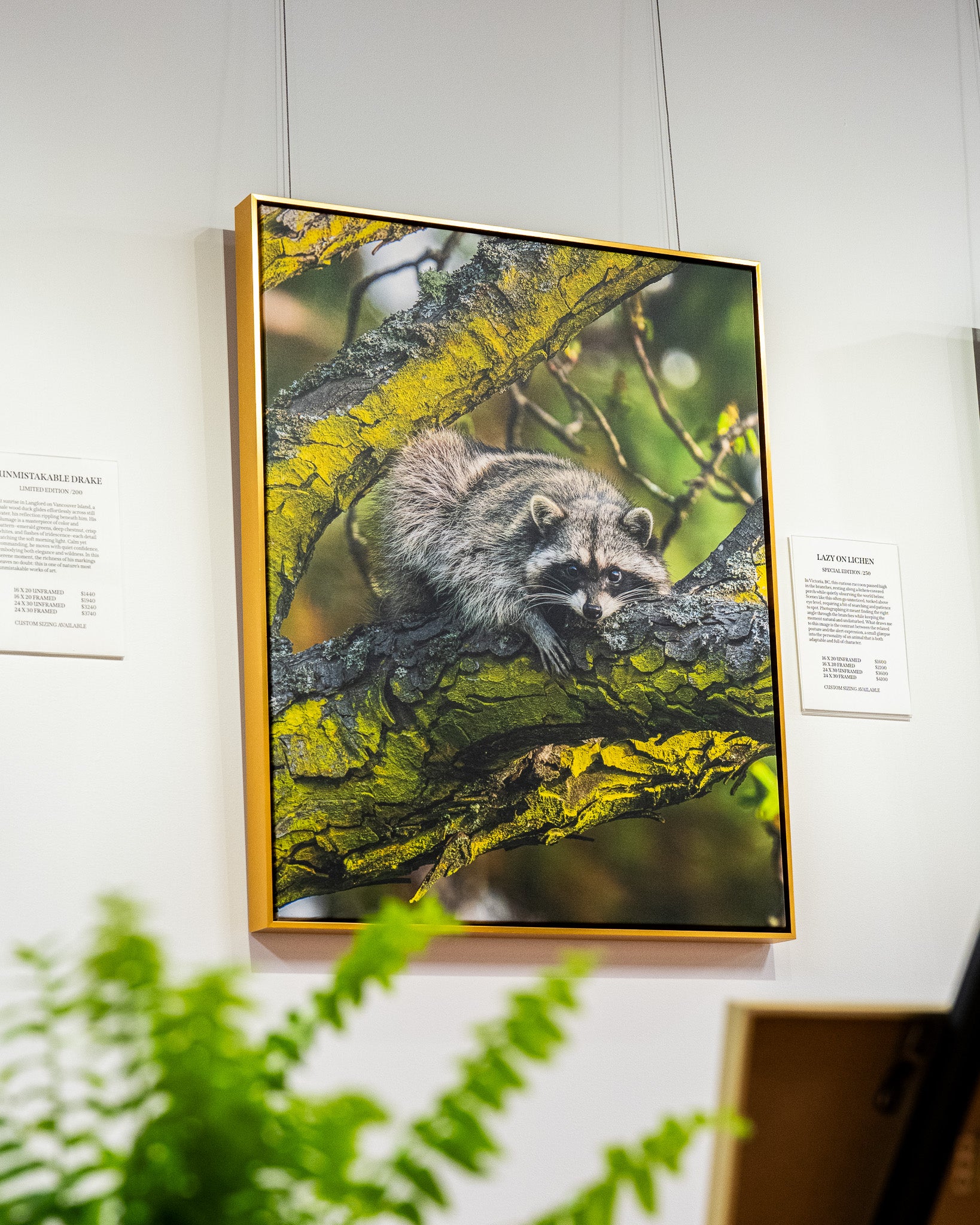 Framed photograph of a raccoon on a branch hanging on a wall.