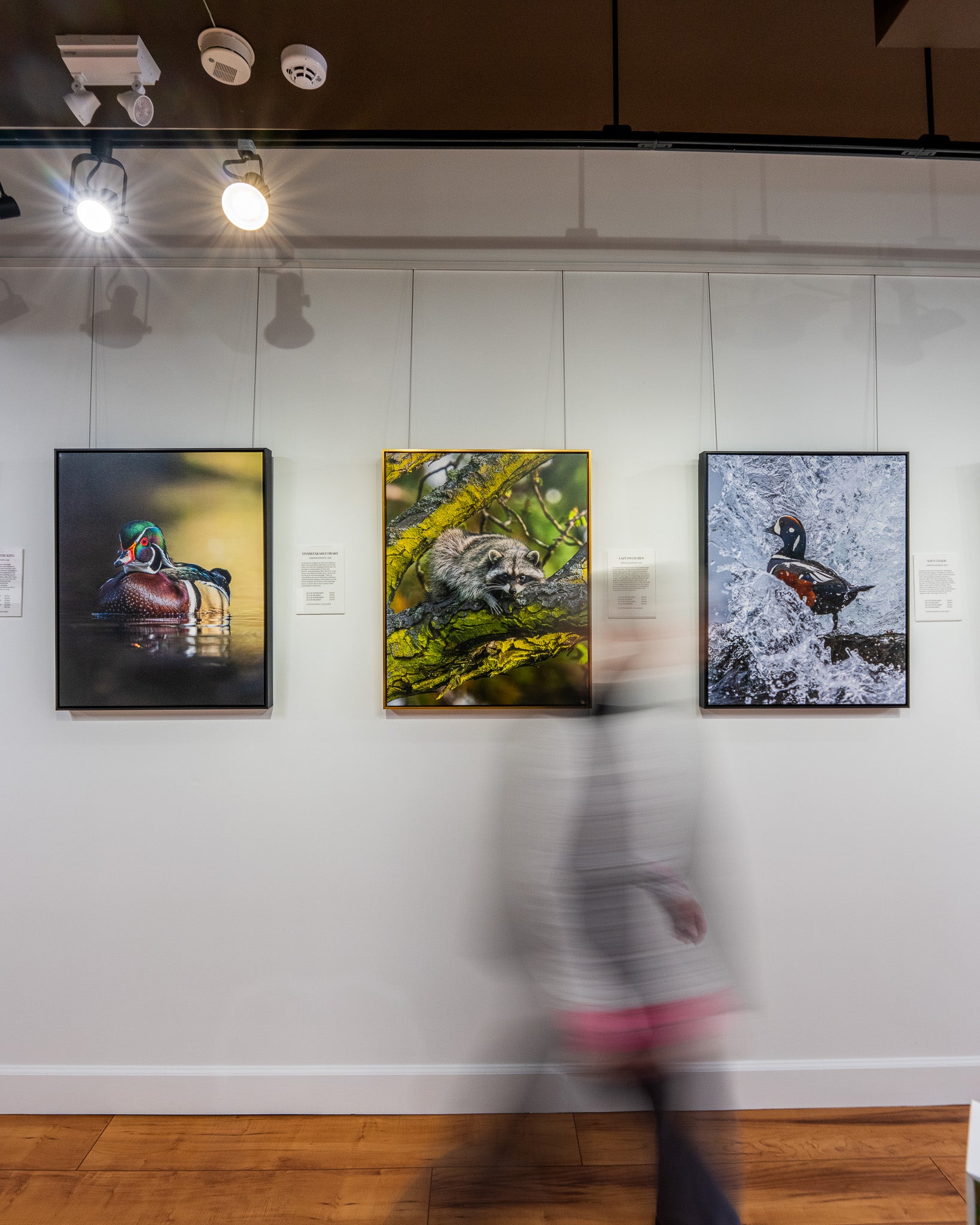 Art gallery with framed photographs of nature on a wall, with a person walking by.