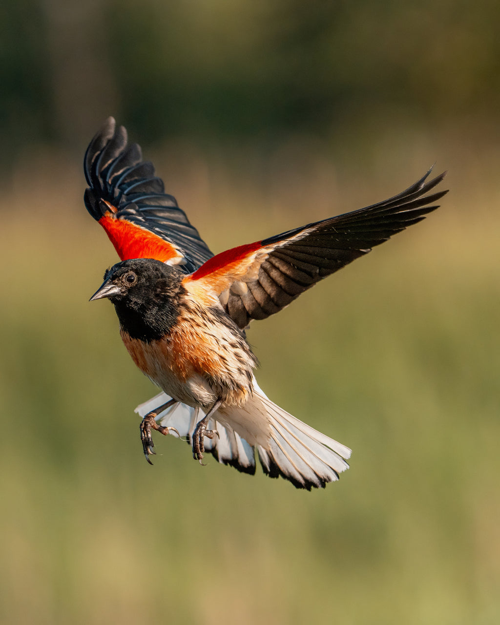 Bird in flight with a blurred natural background
