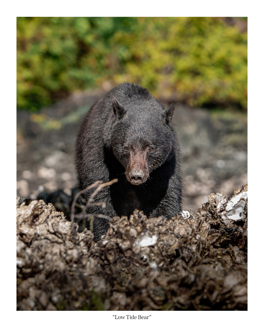 Low Tide Bear