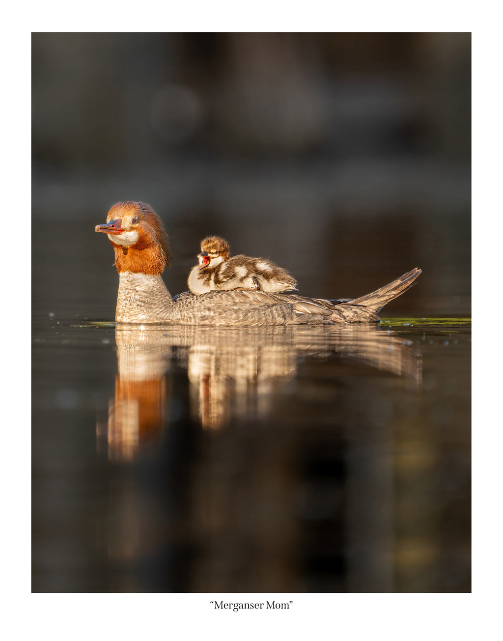 Merganser Mom