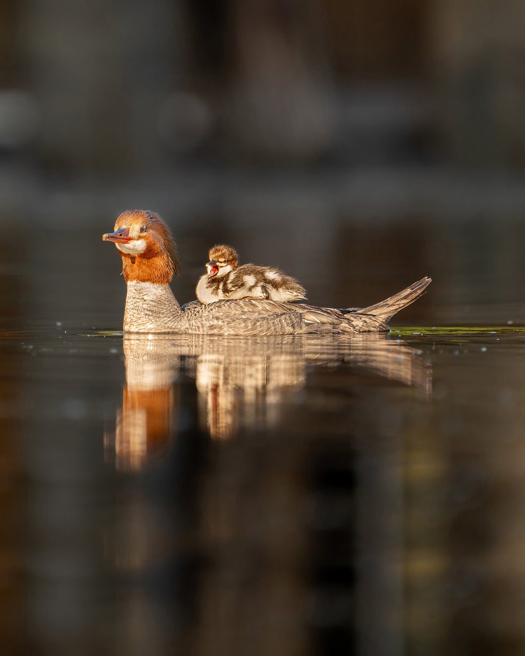 Merganser Mom