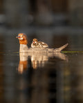 Merganser Mom