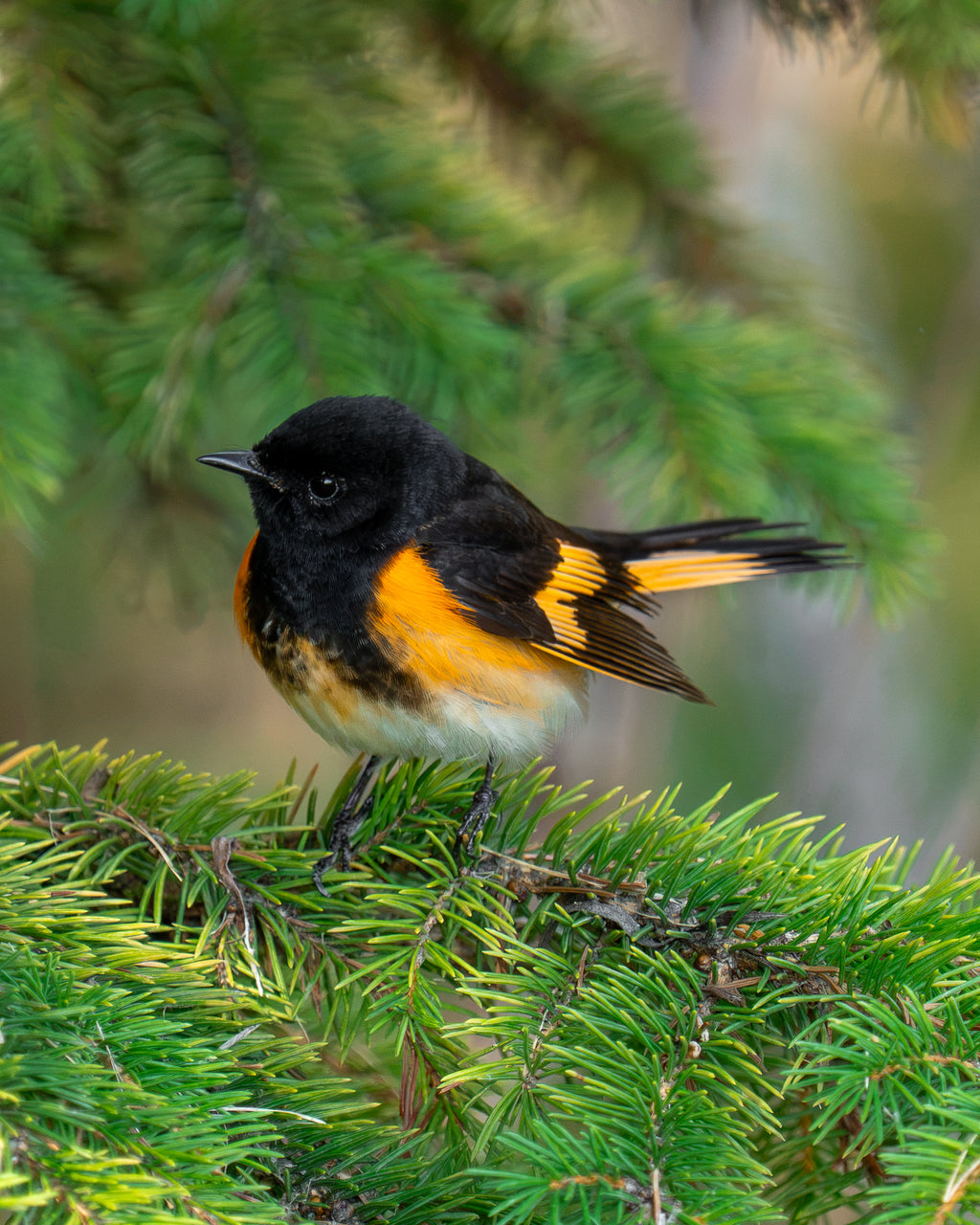 Orange Conifer
