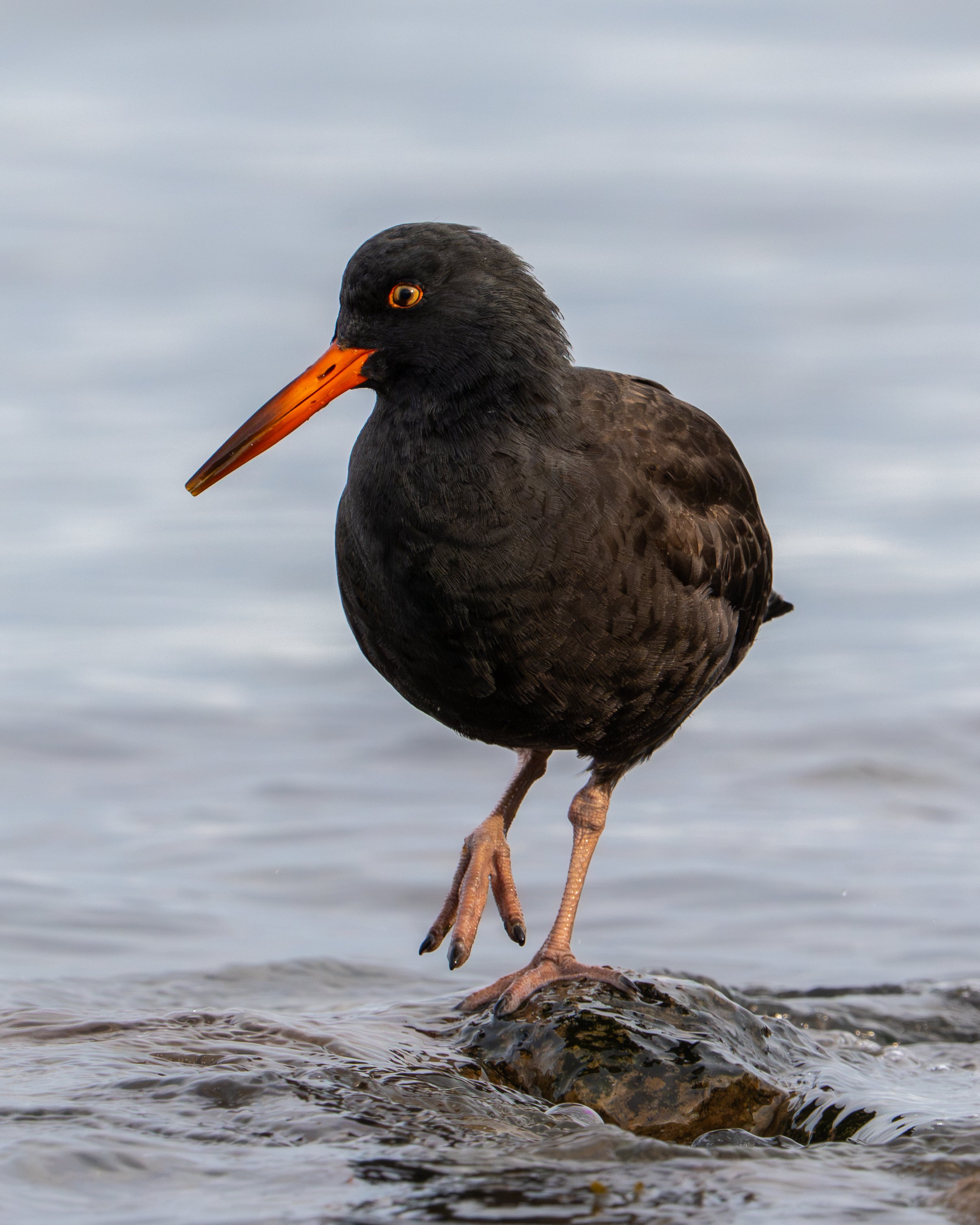Orange Bill
