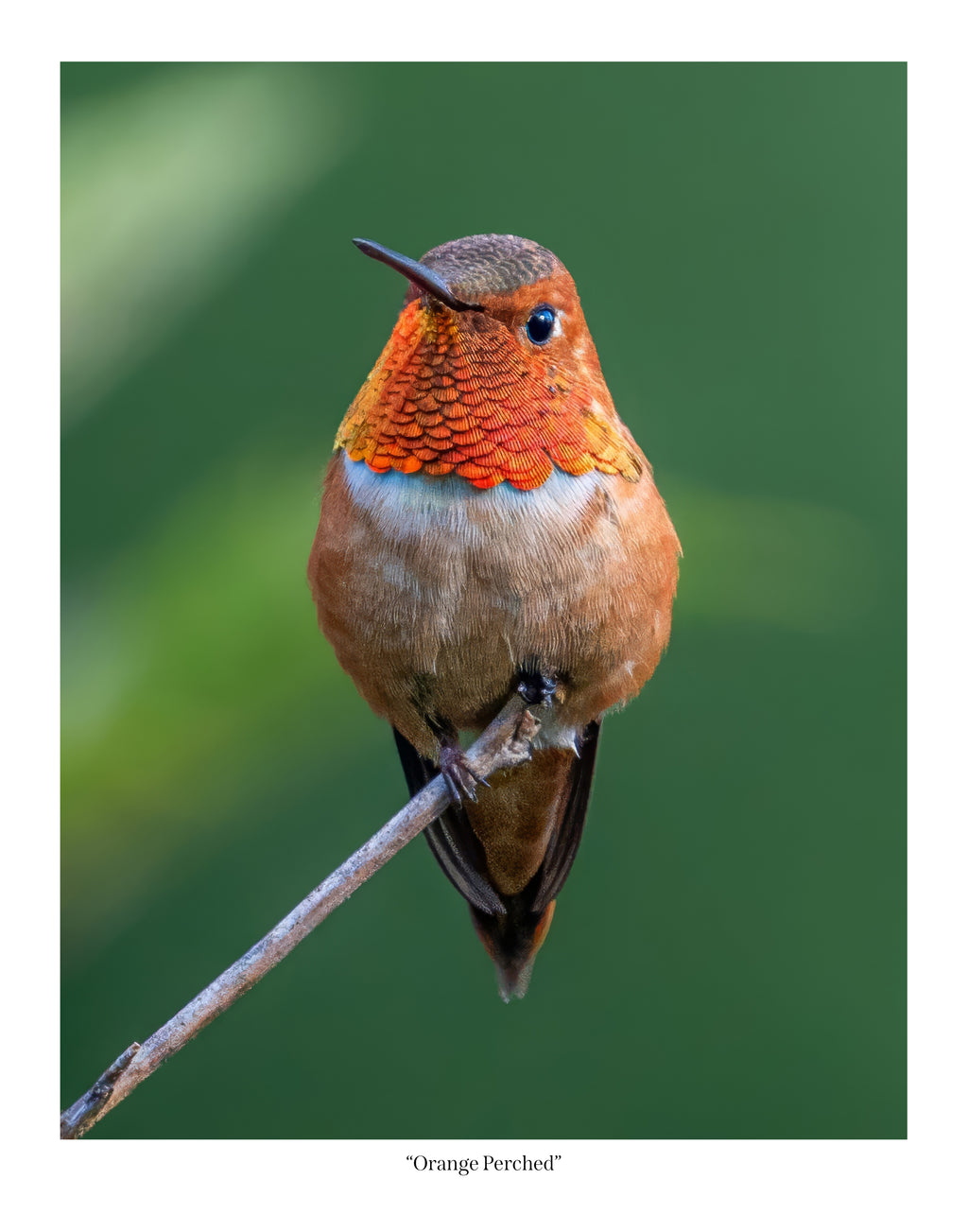 Orange Perched