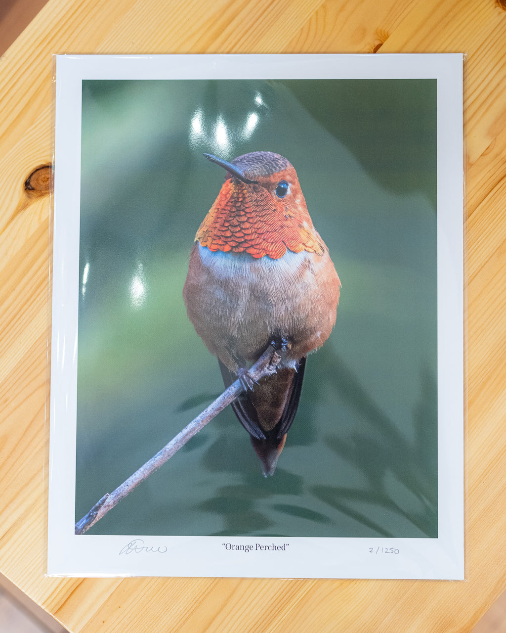 Orange Perched