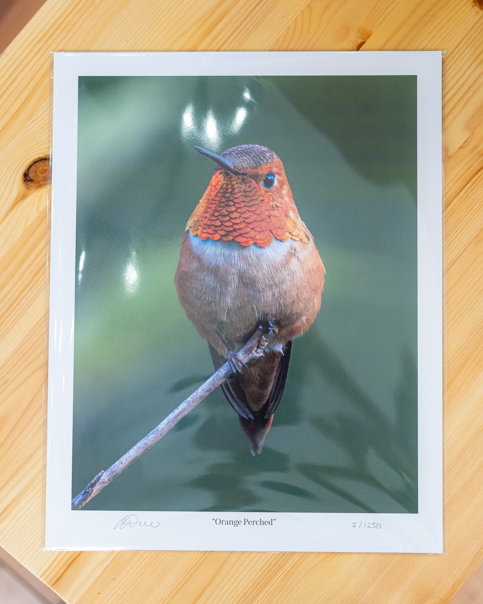 Orange Perched