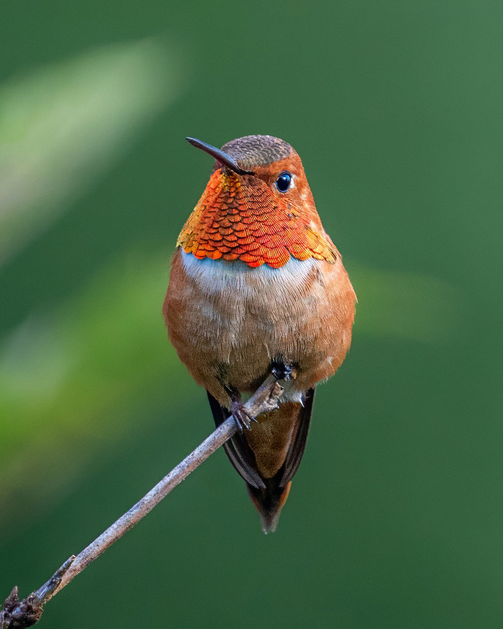 Orange Perched