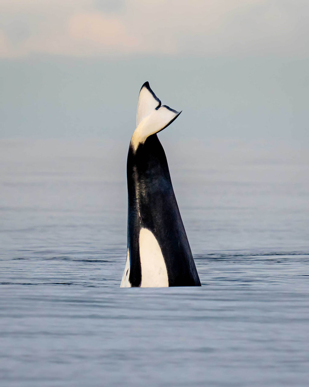 Orca whale surfacing in the water with a gradient sky.