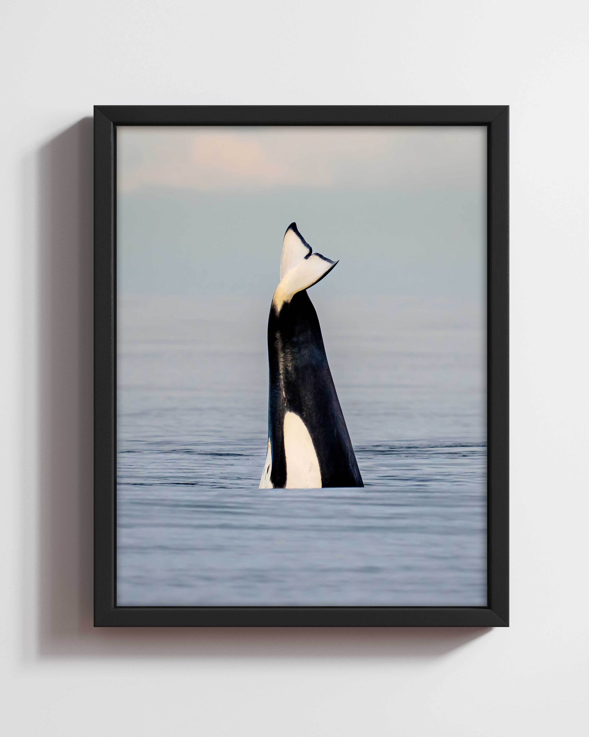 Orca Gymnastics