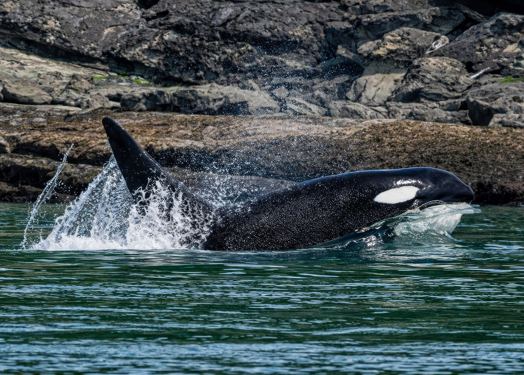 Orca in Transit