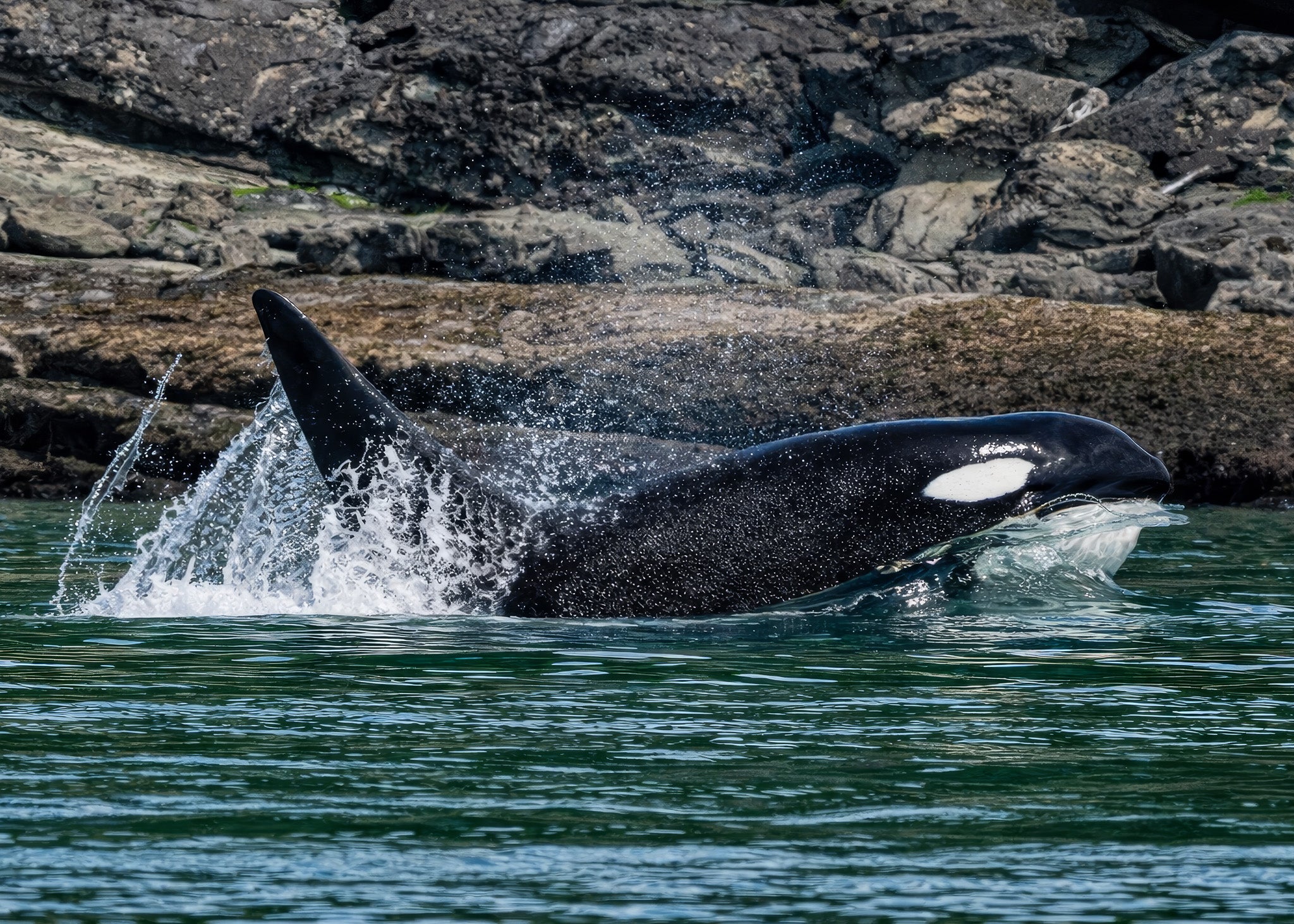 Orca in Transit