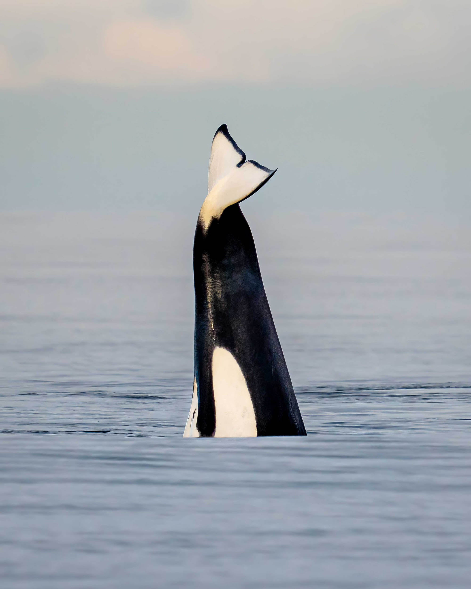Orca Gymnastics