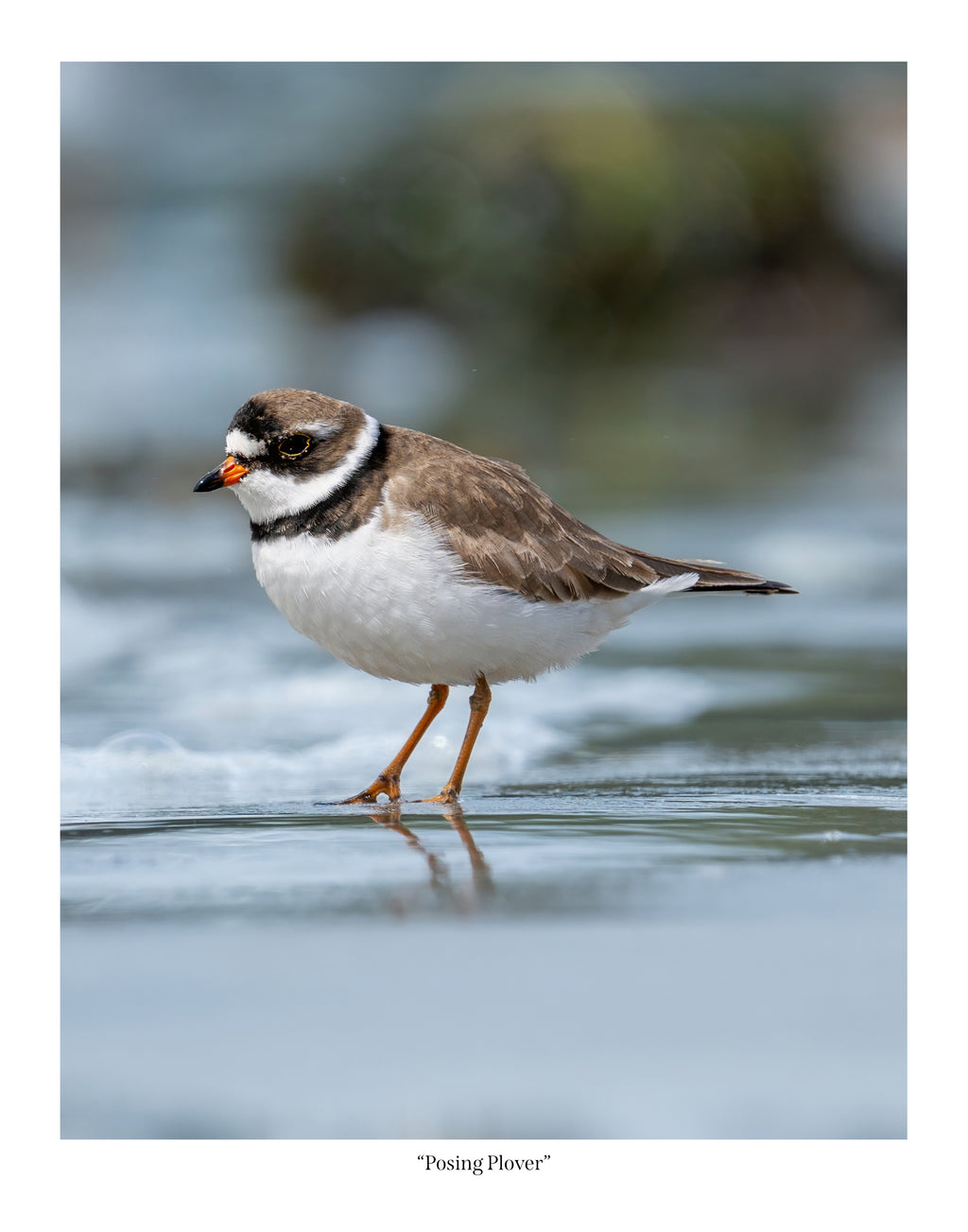 Posing Plover