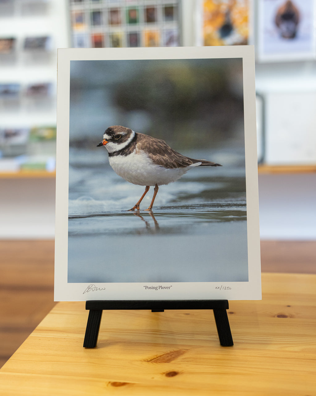 Posing Plover