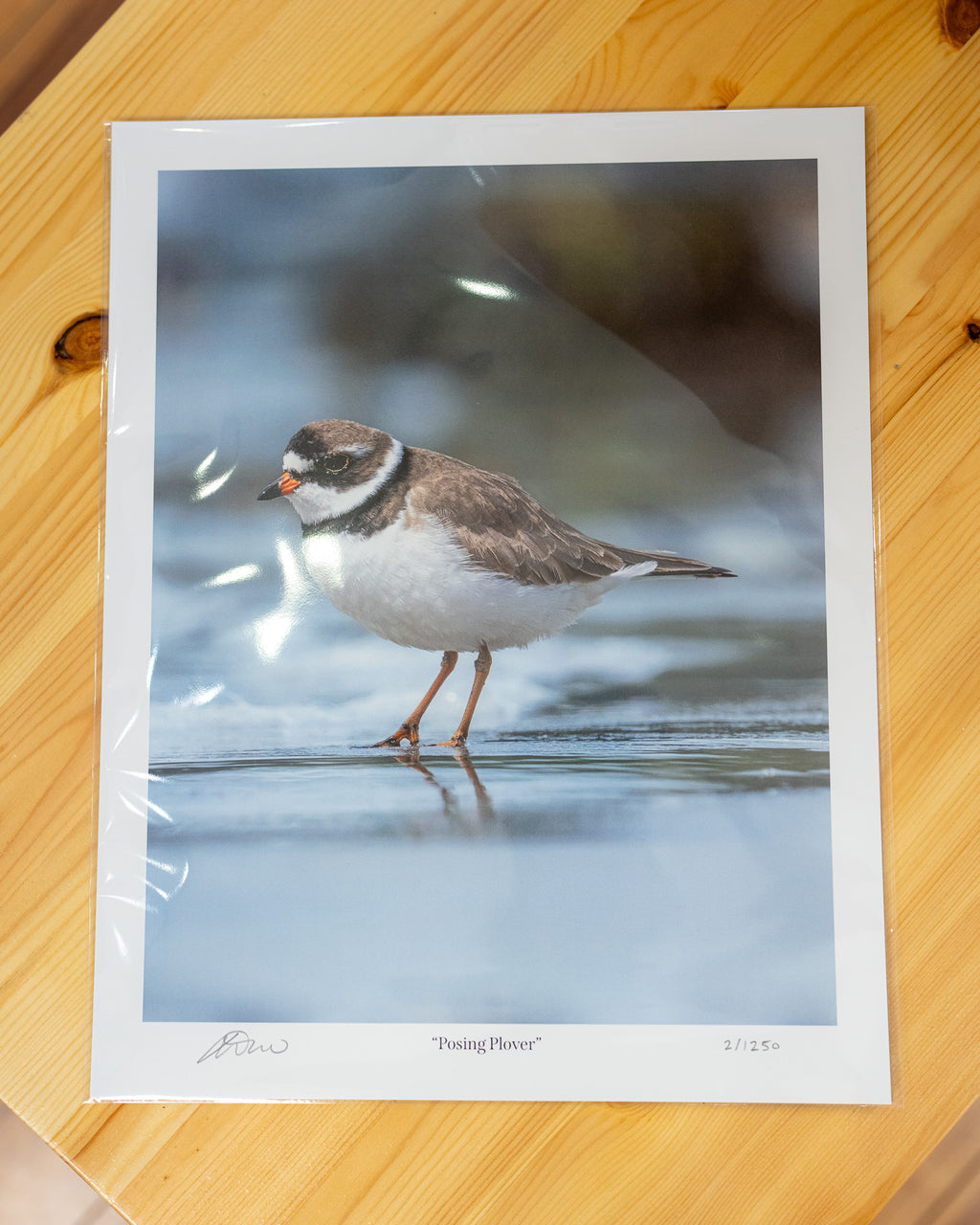 Posing Plover