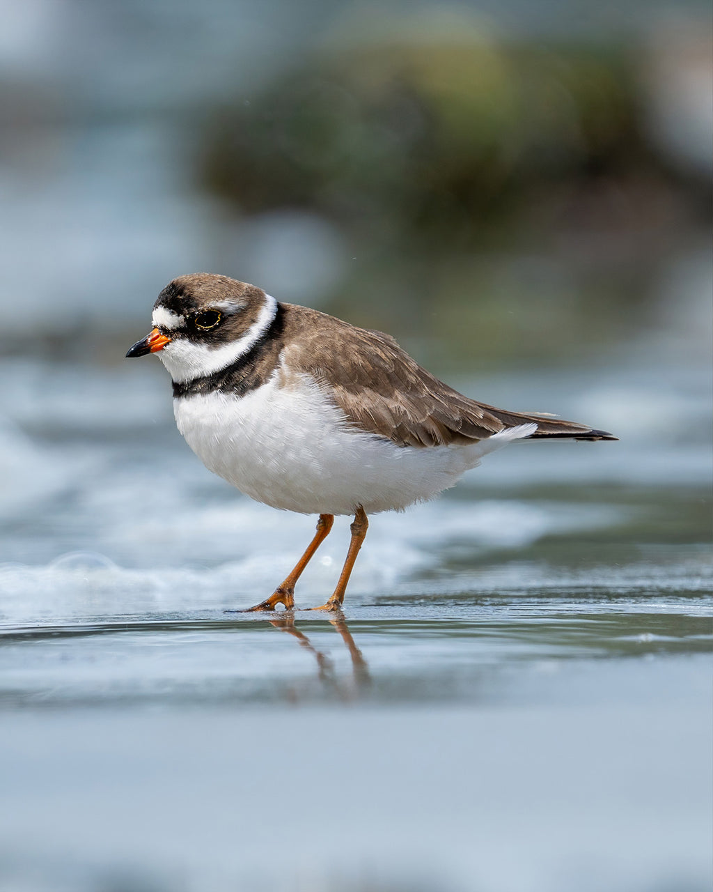 Posing Plover