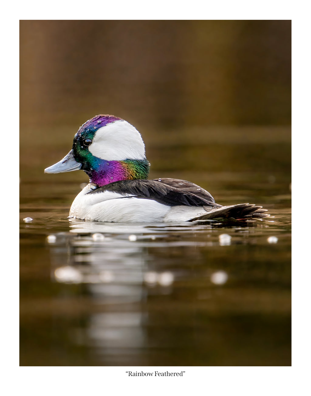 Rainbow Feathered