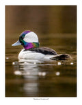 Rainbow Feathered