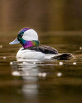 Rainbow Feathered