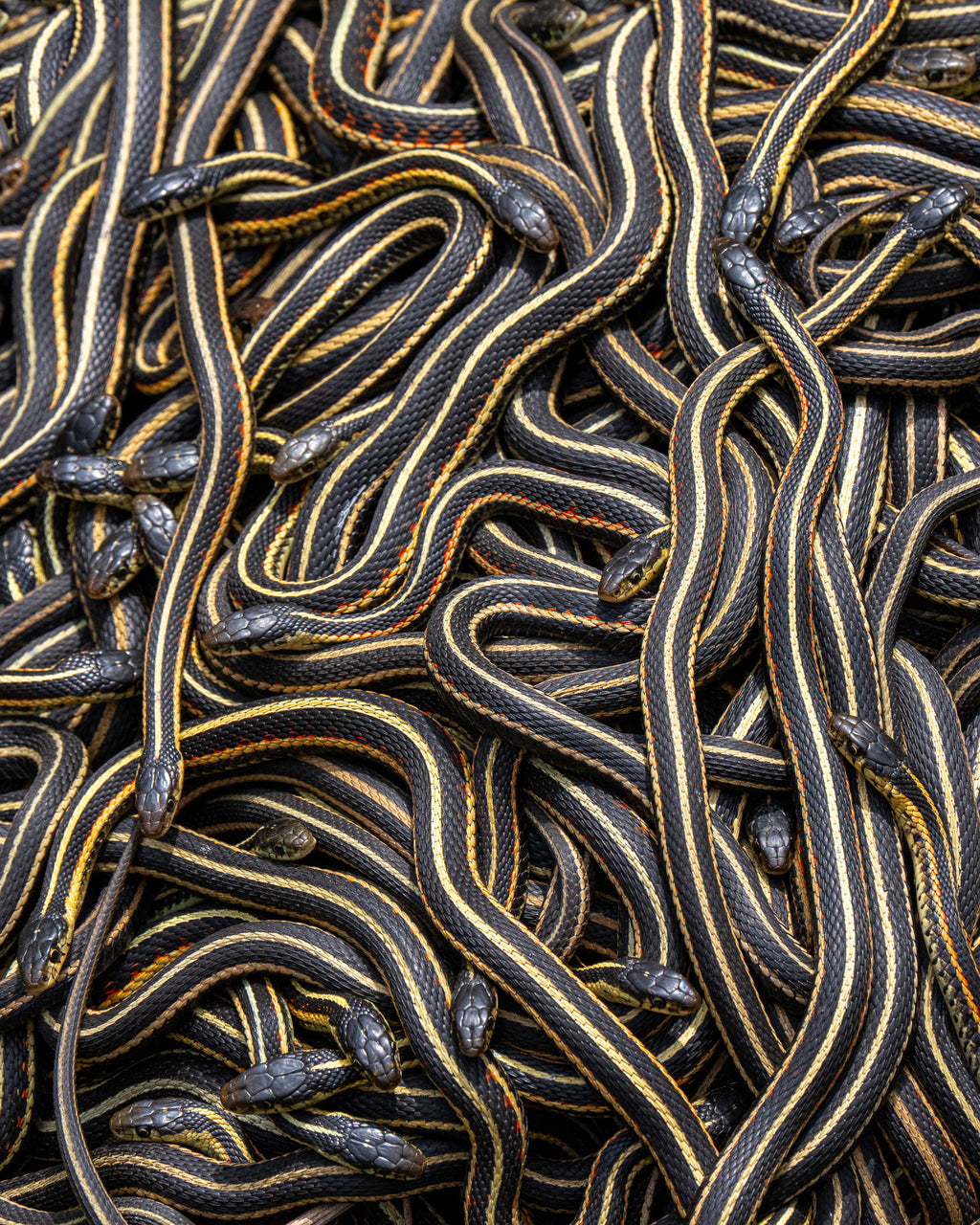 Woven Snakes