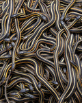 Woven Snakes