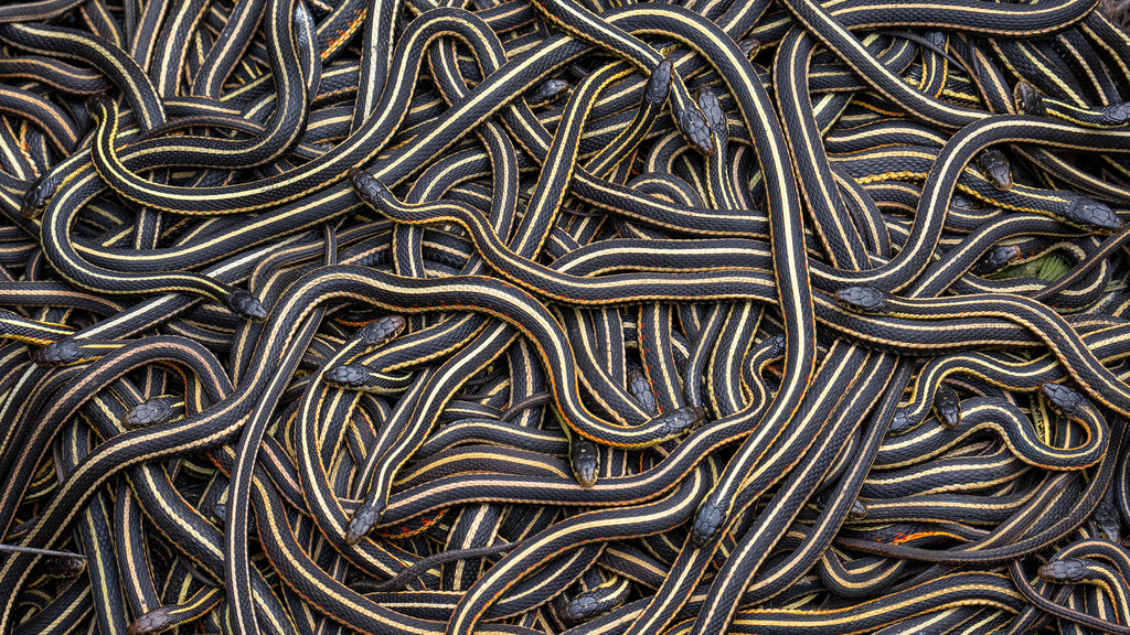 Woven Snakes