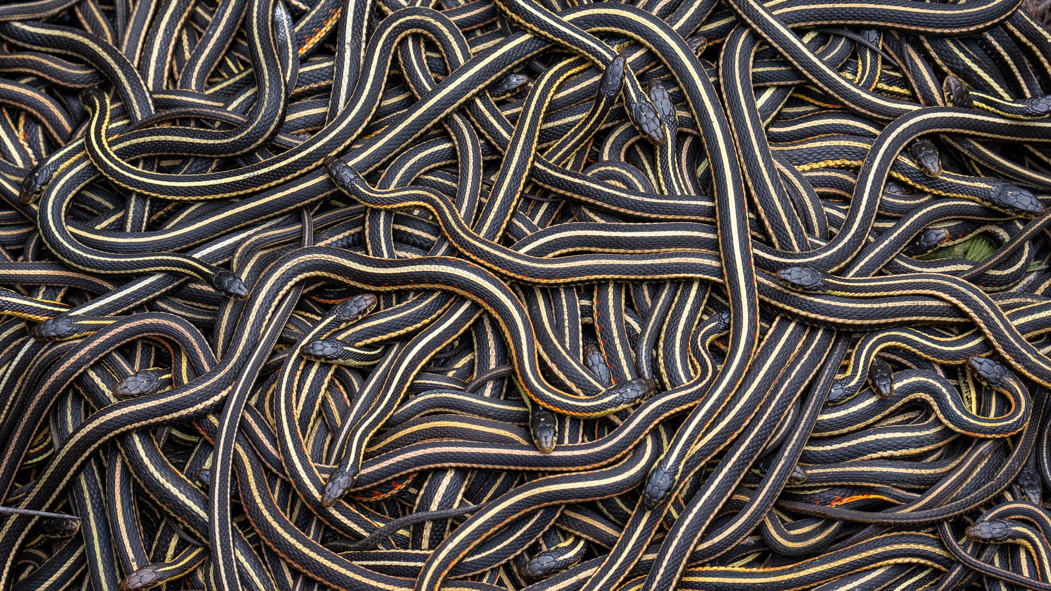Woven Snakes