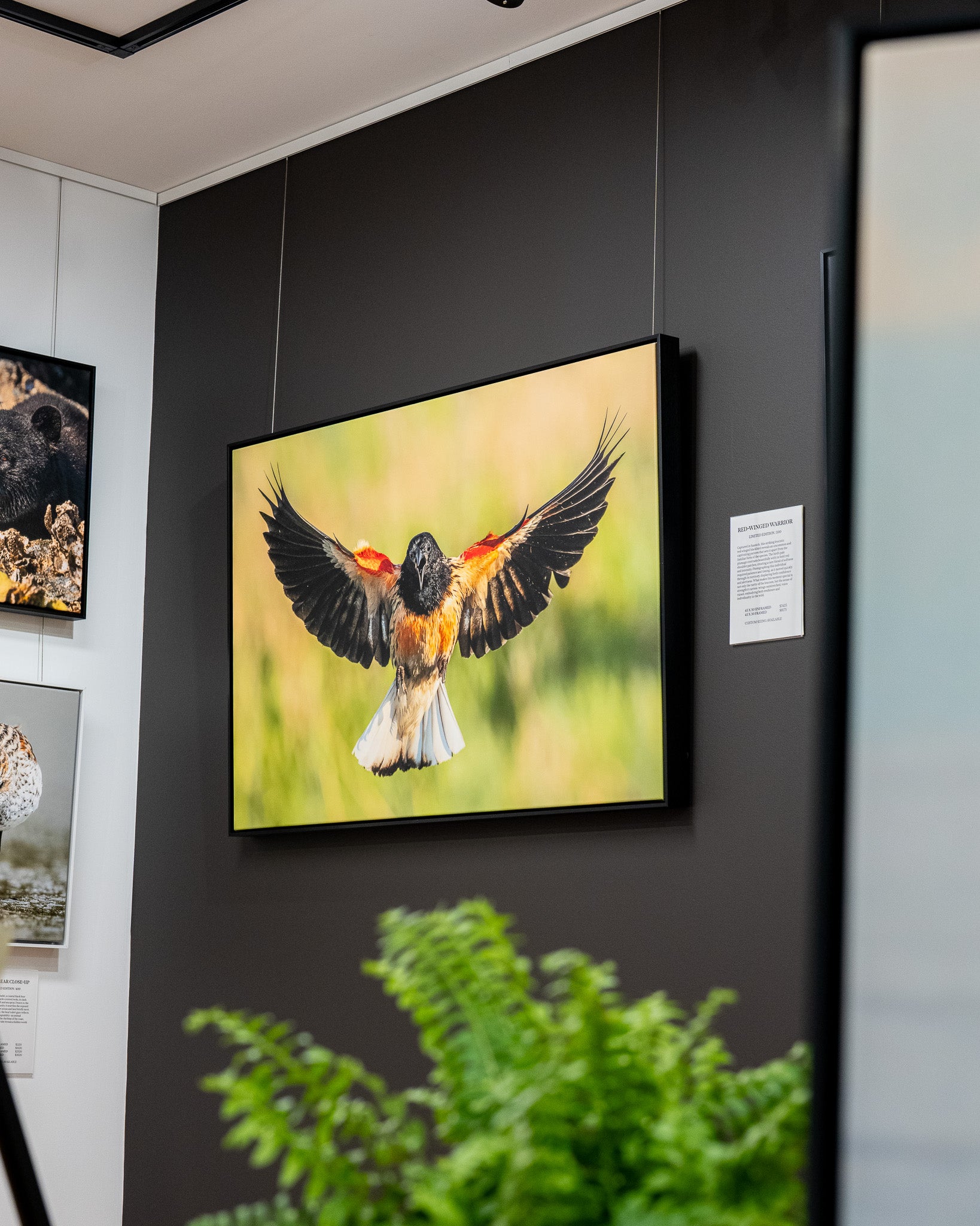 Framed artwork of a bird in flight on a dark wall with a plant in the foreground.
