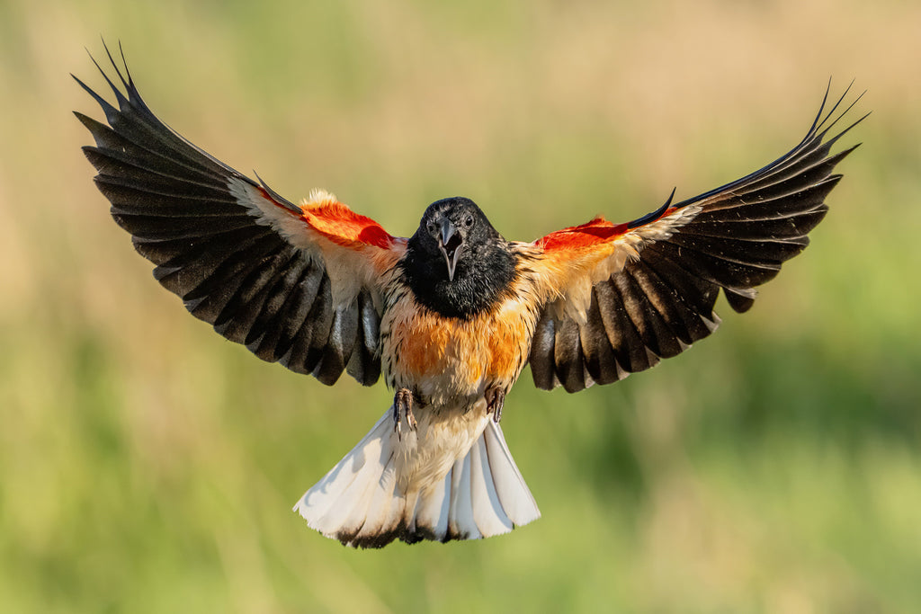 Leucistic Red Winged Blackbird in flight with open wings against a blurred natural background