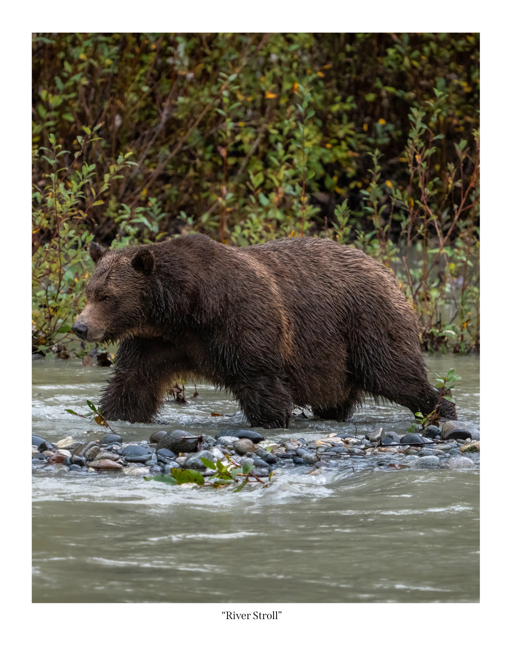 River Stroll