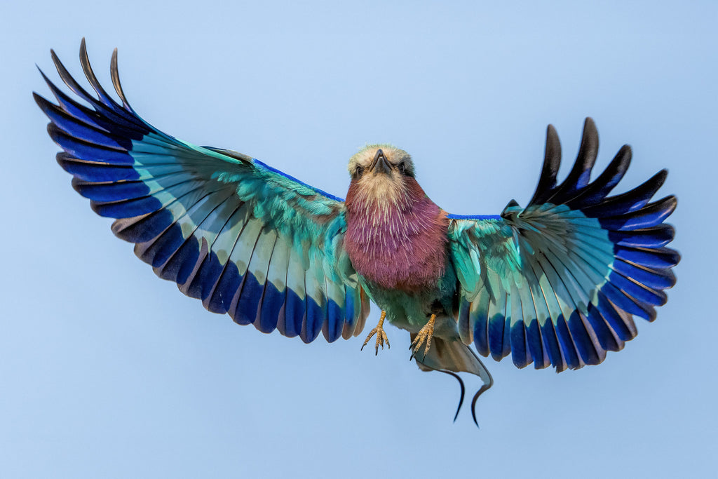 Wings of Radiance